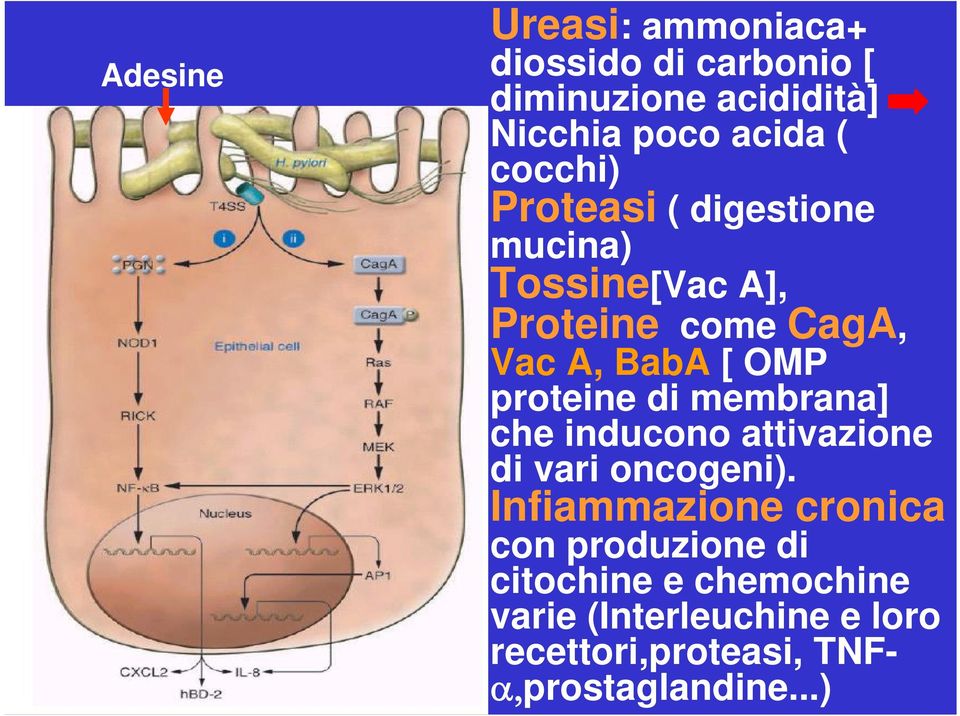 proteine di membrana] che inducono attivazione di vari oncogeni).