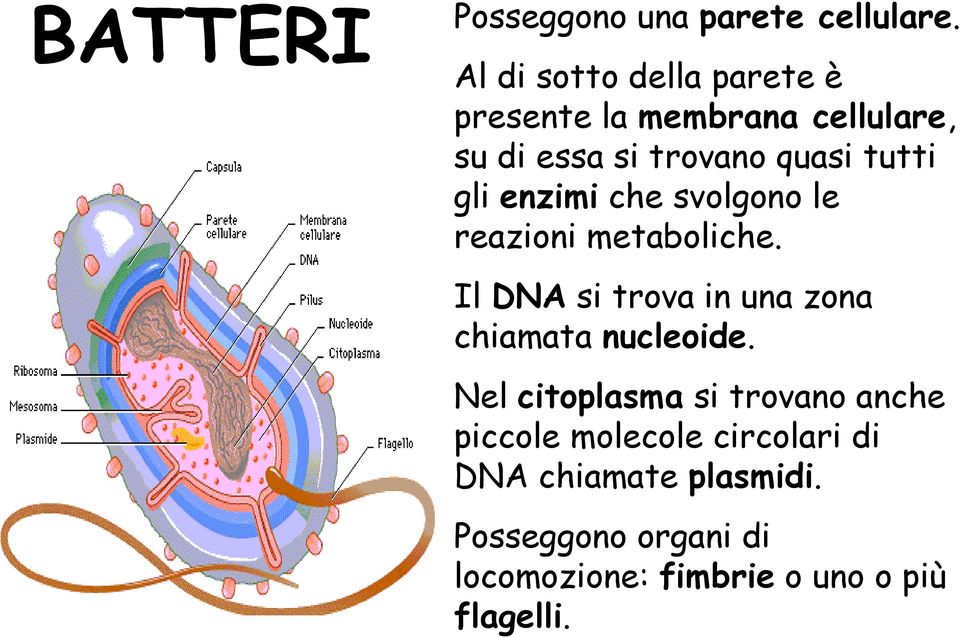 gli enzimi che svolgono le reazioni metaboliche.