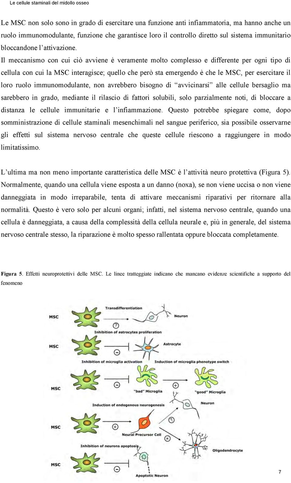 Il meccanismo con cui ciò avviene è veramente molto complesso e differente per ogni tipo di cellula con cui la MSC interagisce; quello che però sta emergendo è che le MSC, per esercitare il loro