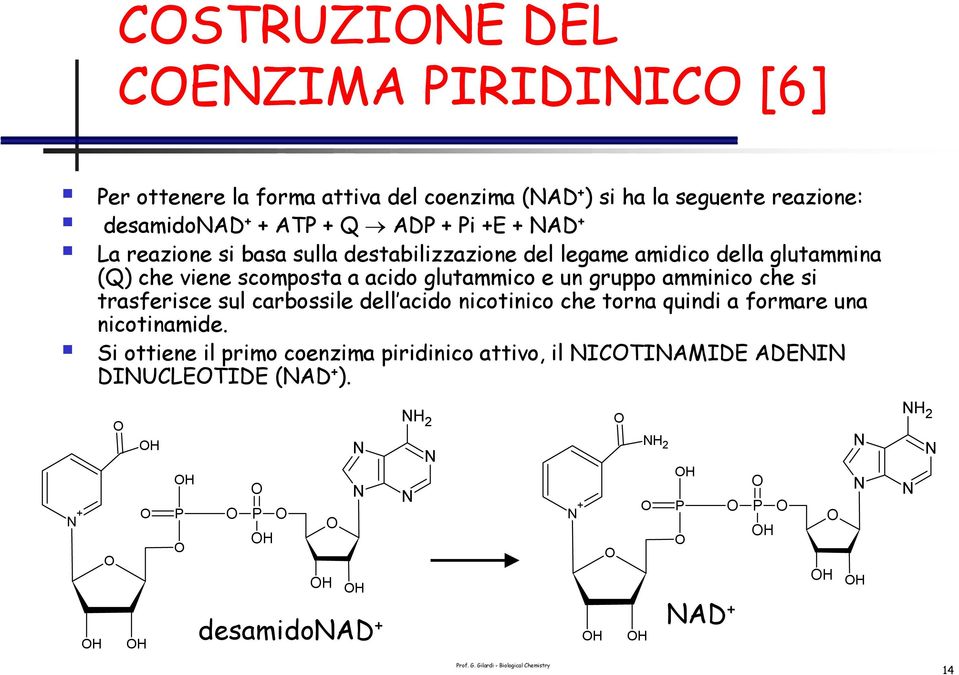 acido glutammico e un gruppo amminico che si trasferisce sul carbossile dell acido nicotinico che torna quindi a formare una