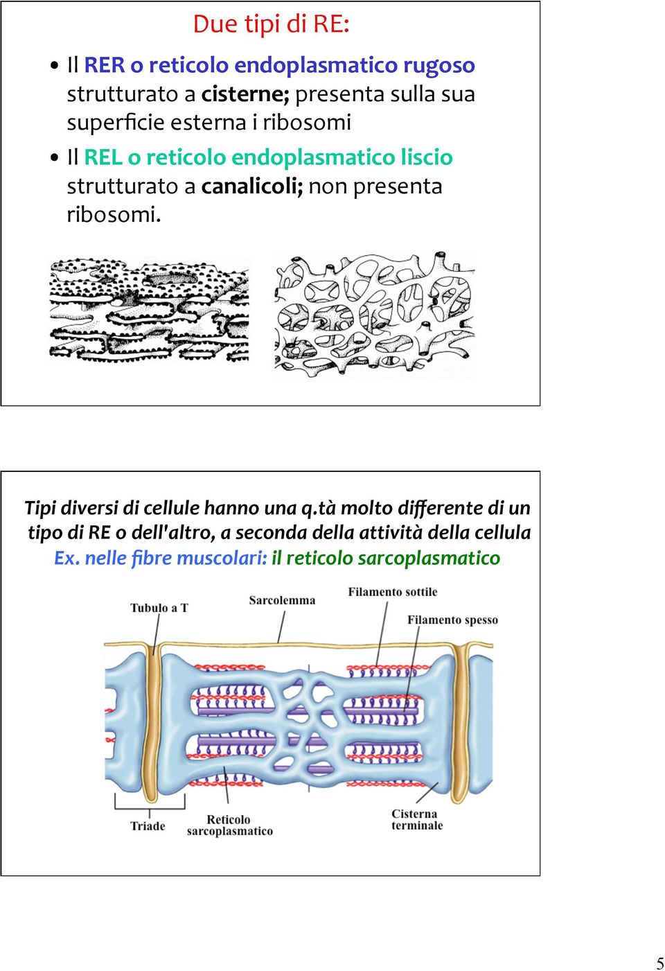 presenta ribosomi. Tipi diversi di cellule hanno una q.