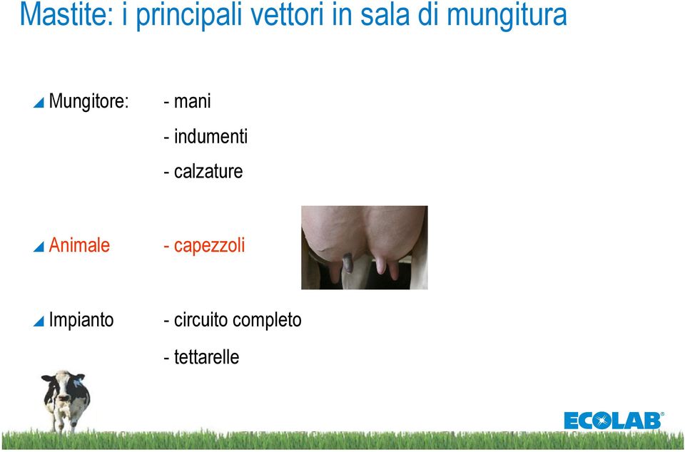 indumenti - calzature Animale -