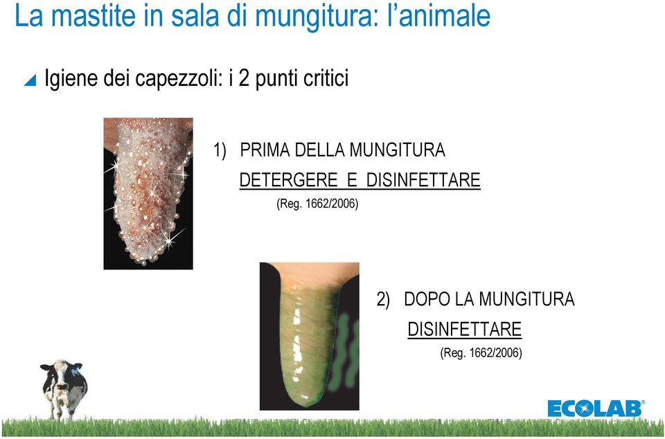 MUNGITURA DETERGERE E DISINFETTARE (Reg.