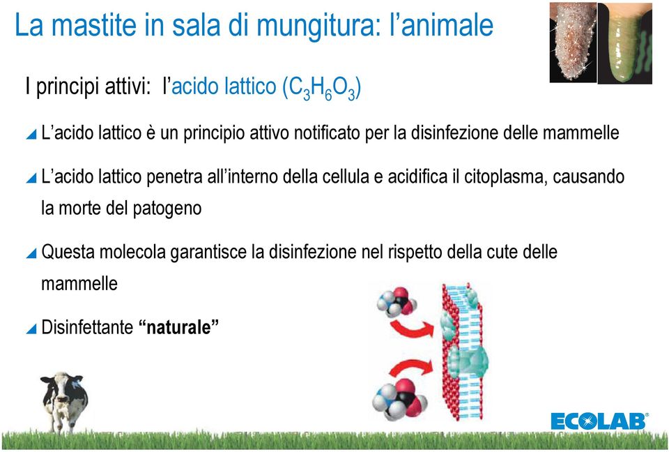 penetra all interno della cellula e acidifica il citoplasma, causando la morte del patogeno