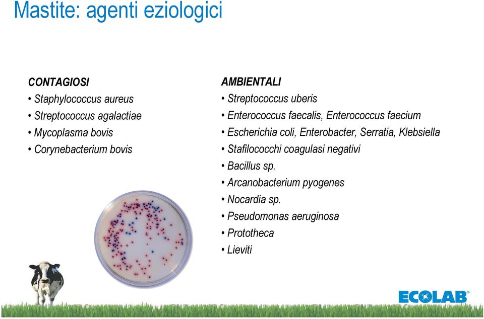 Enterococcus faecium Escherichia coli, Enterobacter, Serratia, Klebsiella Stafilococchi