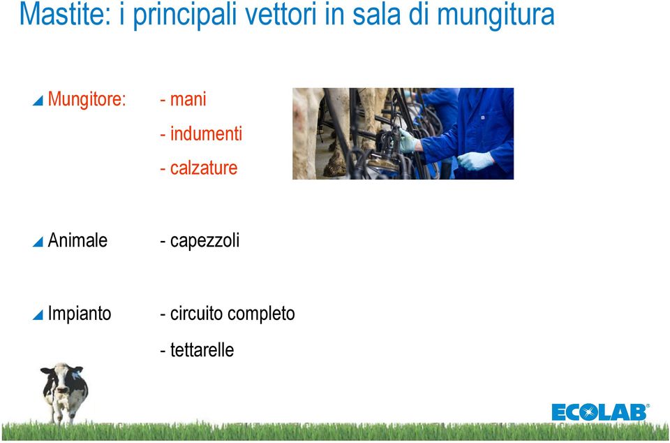 indumenti - calzature Animale -