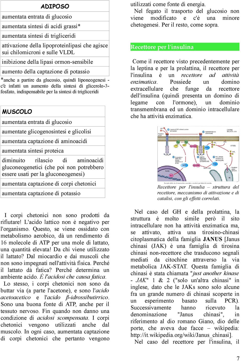 la sintesi di trigliceridi MUSCOLO aumentata entrata di glucosio aumentate glicogenosintesi e glicolisi aumentata captazione di aminoacidi aumentata sintesi proteica diminuito rilascio di aminoacidi