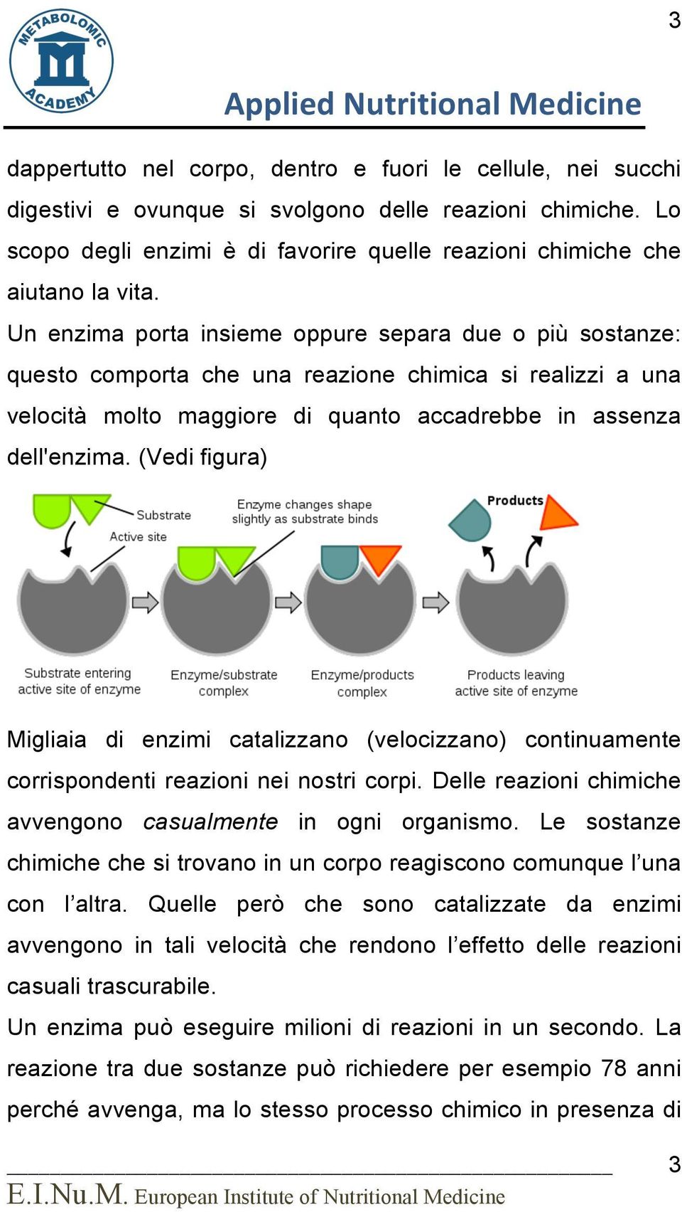 Un enzima porta insieme oppure separa due o più sostanze: questo comporta che una reazione chimica si realizzi a una velocità molto maggiore di quanto accadrebbe in assenza dell'enzima.