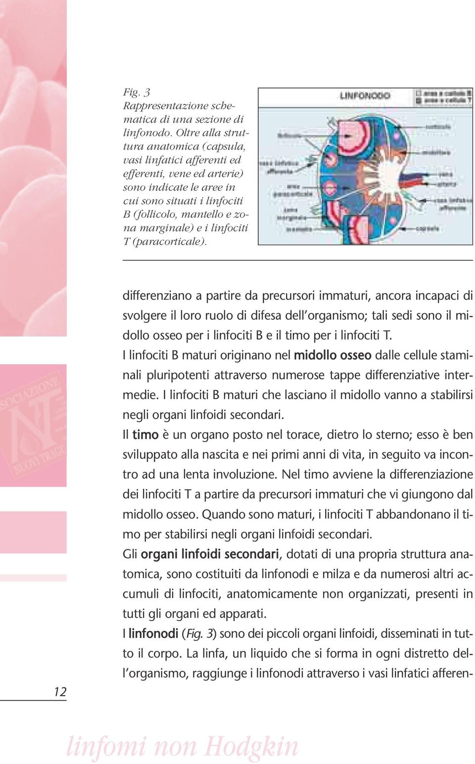 linfociti T (paracorticale).