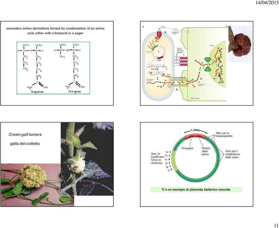 ketoacid or a sugar Crown gall tumors galla del