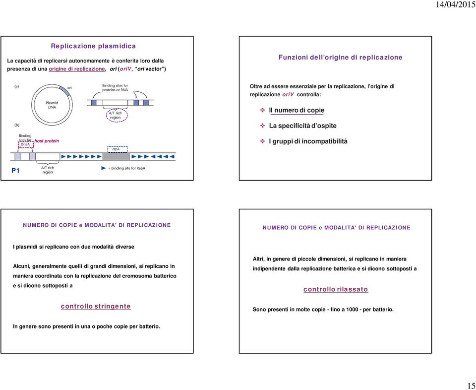 REPLICAZIONE NUMERO DI COPIE e MODALITA' DI REPLICAZIONE I plasmidi si replicano con due modalità diverse Alcuni, generalmente quelli di grandi dimensioni, si replicano in maniera coordinata con la