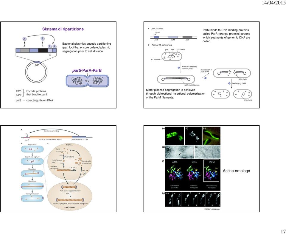 proteins) around which segments of genomic DNA are coiled pars-para-parb Sister plasmid