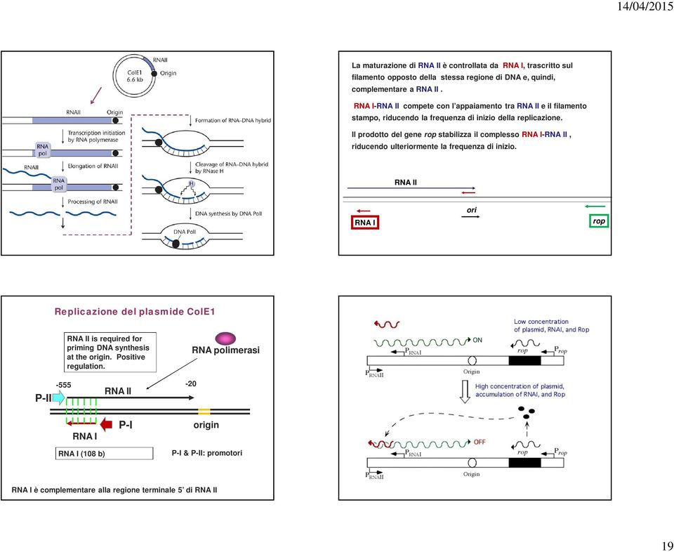 Il prodotto del gene rop stabilizza il complesso RNA I-RNA II, riducendo ulteriormente la frequenza di inizio.