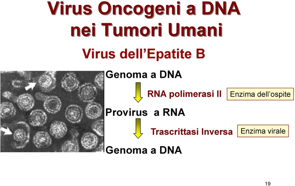 II Enzima dell ospite Provirus a RNA