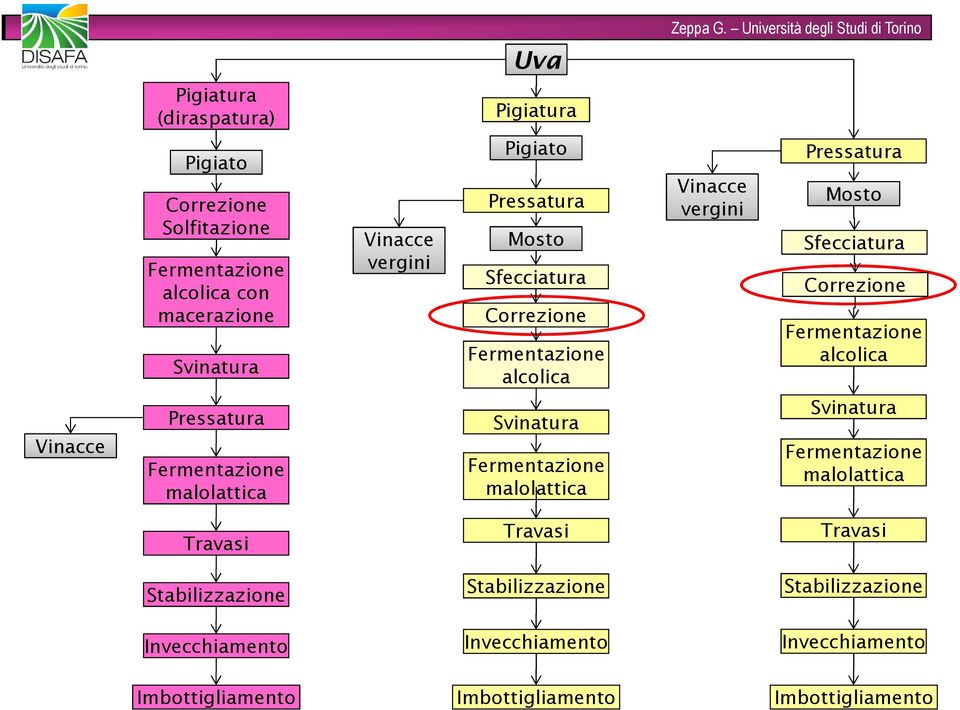 Vinacce Pressatura malolattica Svinatura malolattica Svinatura malolattica Travasi Travasi Travasi Stabilizzazione