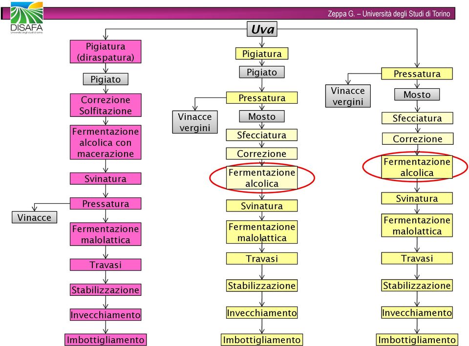 Vinacce Pressatura malolattica Svinatura malolattica Svinatura malolattica Travasi Travasi Travasi Stabilizzazione