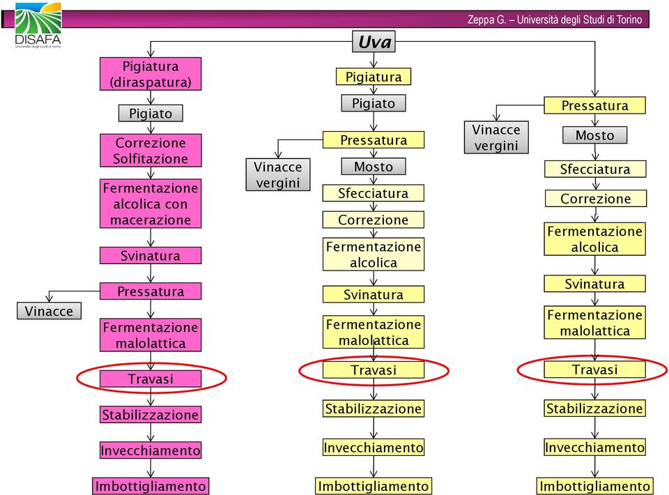 Vinacce Pressatura malolattica Svinatura malolattica Svinatura malolattica Travasi Travasi Travasi Stabilizzazione