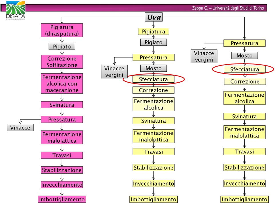 Vinacce Pressatura malolattica Svinatura malolattica Svinatura malolattica Travasi Travasi Travasi Stabilizzazione