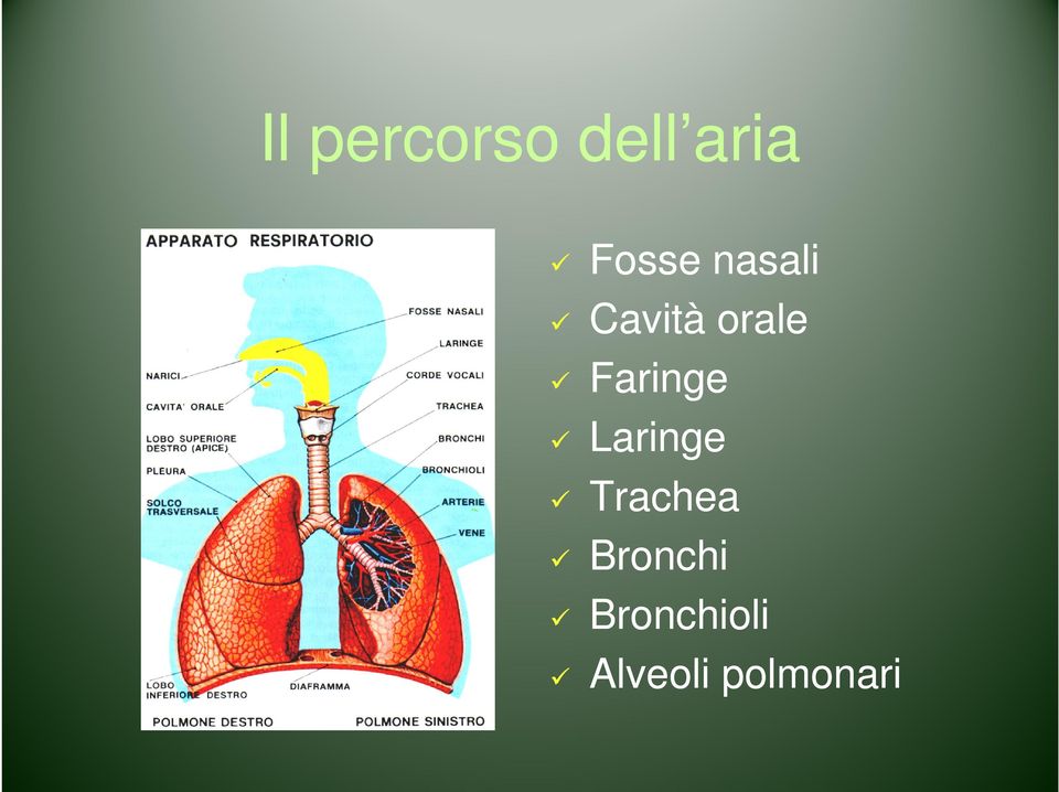 Faringe Laringe Trachea