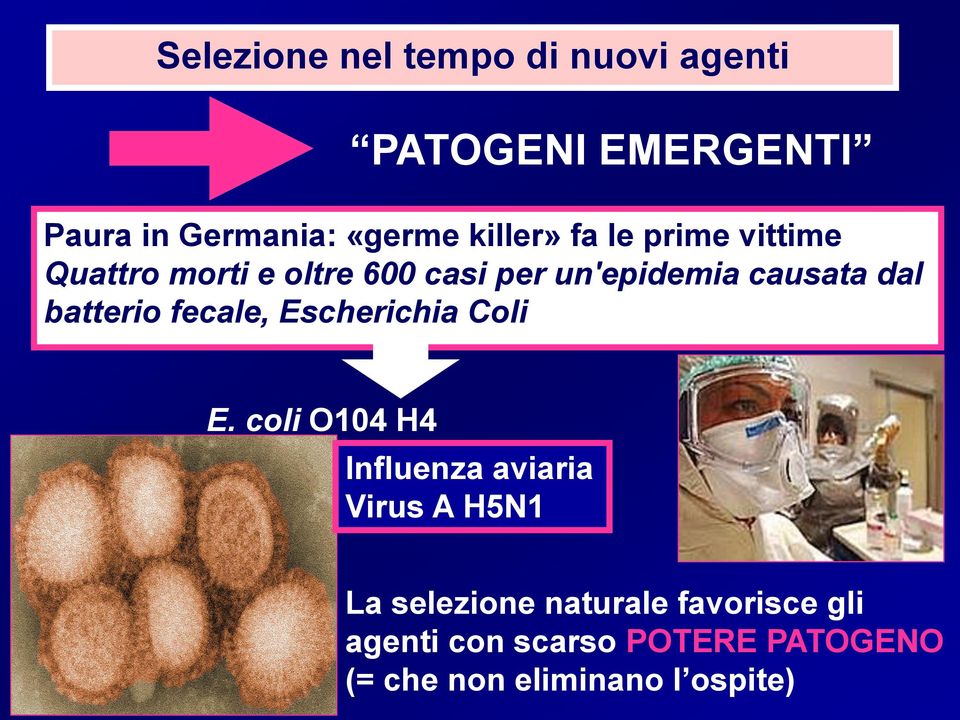 batterio fecale, Escherichia Coli E.