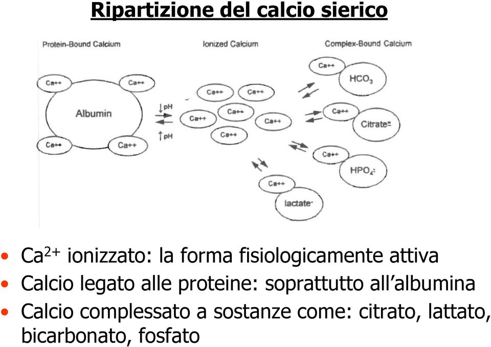 proteine: soprattutto all albumina Calcio