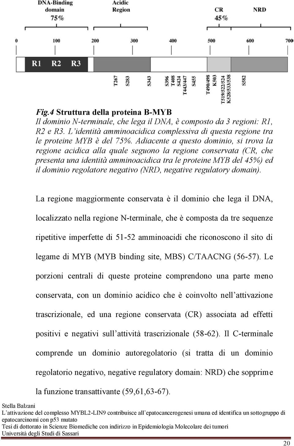 Adiacente a questo dominio, si trova la regione acidica alla quale seguono la regione conservata (CR, che presenta una identità amminoacidica tra le proteine MYB del 45%) ed il dominio regolatore