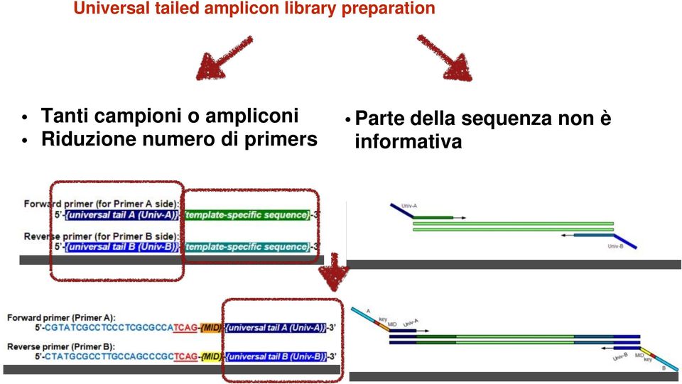 ampliconi Riduzione numero di