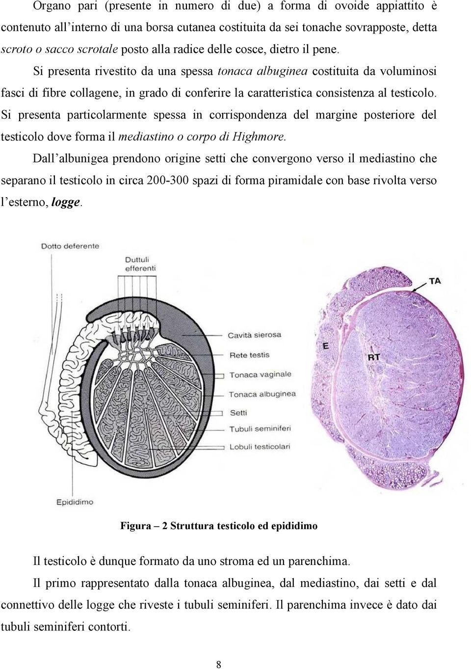 Si presenta rivestito da una spessa tonaca albuginea costituita da voluminosi fasci di fibre collagene, in grado di conferire la caratteristica consistenza al testicolo.