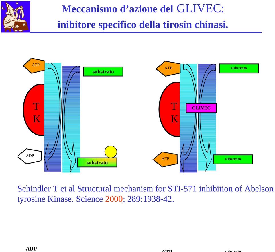 ATP substrato ATP substrato T K T K GLIVEC ADP substrato attivato