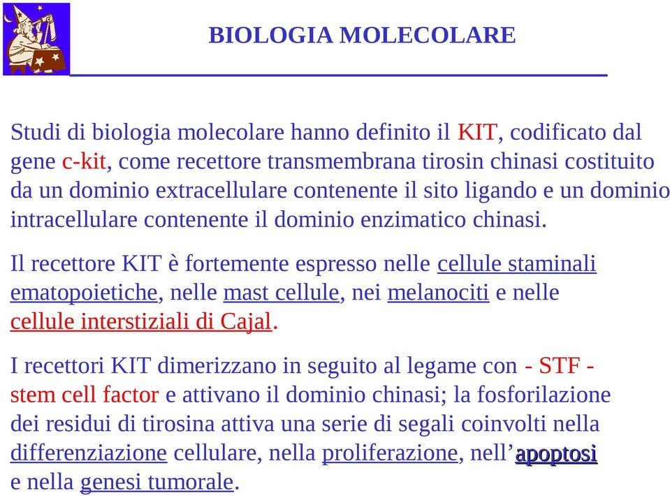 Il recettore KIT è fortemente espresso nelle cellule staminali ematopoietiche, nelle mast cellule, nei melanociti e nelle cellule interstiziali di Cajal.