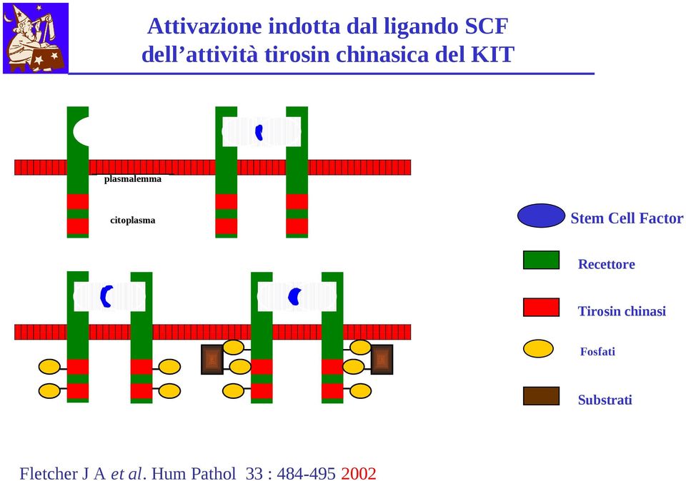 chinasi Fosfati recettore Tirosin chinasi SCF fosfati substrati Substrati