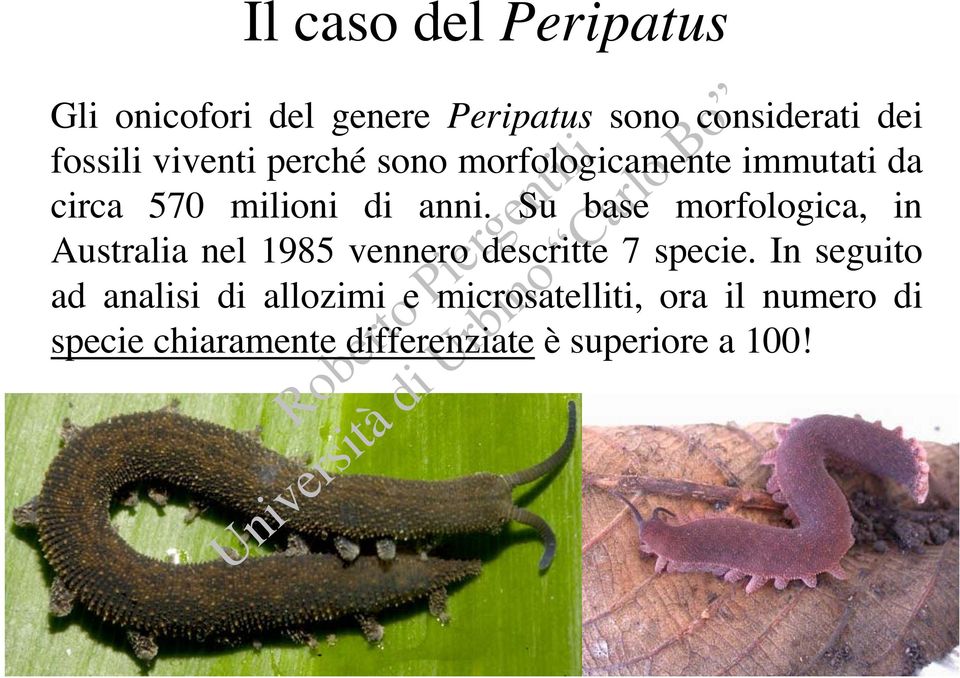 Su base morfologica, in Australia nel 1985 vennero descritte 7 specie.