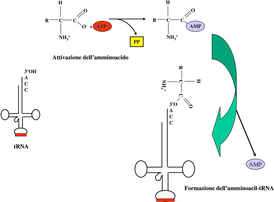 OH A C C NH 3 + R C C H 3 O A C C O trna