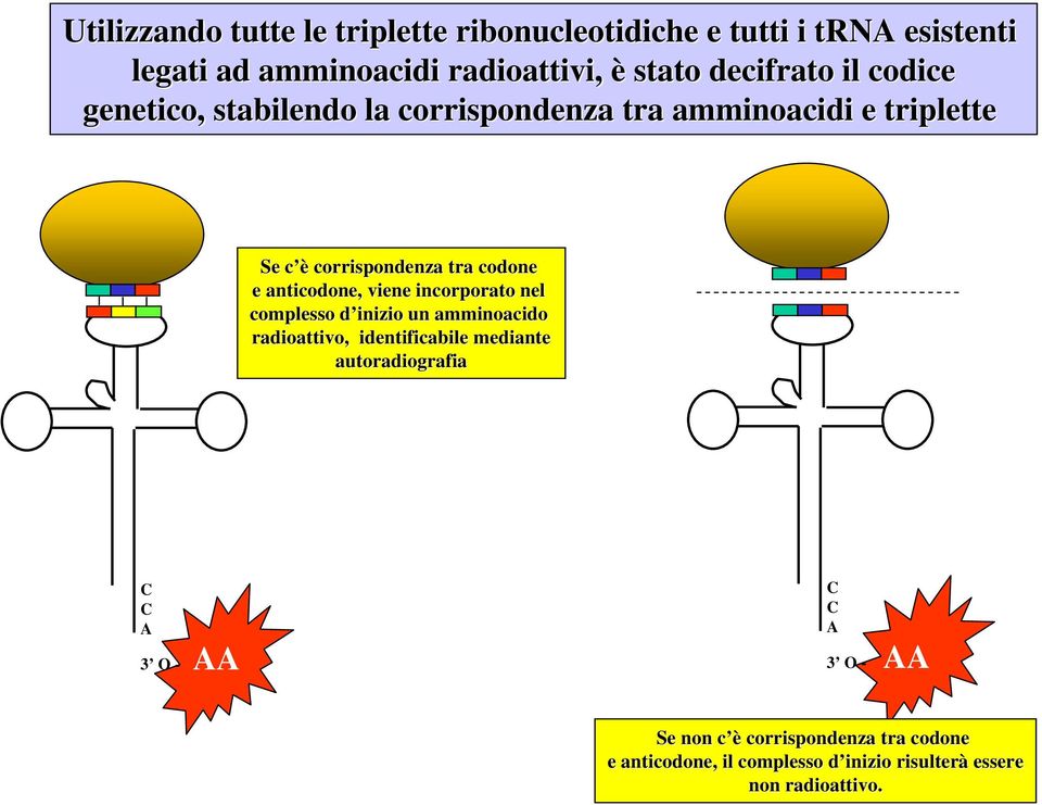 anticodone,, viene incorporato nel complesso d inizio d un amminoacido radioattivo, identificabile mediante autoradiografia C