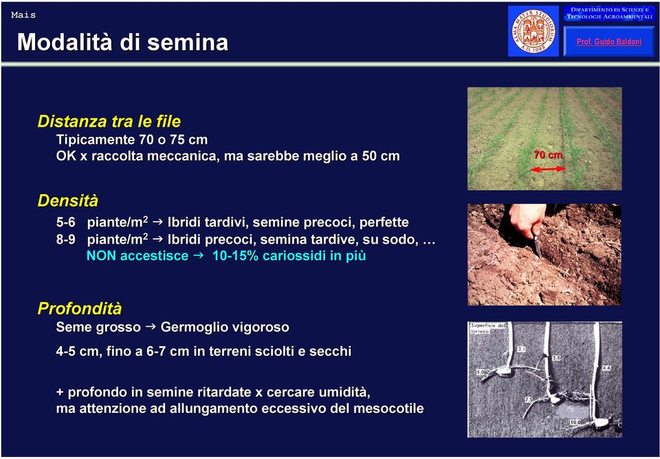 NON accestisce 10-15% 15% cariossidi in più Profondità Seme grosso Germoglio vigoroso 4-55 cm, fino a 6-76 7 cm in