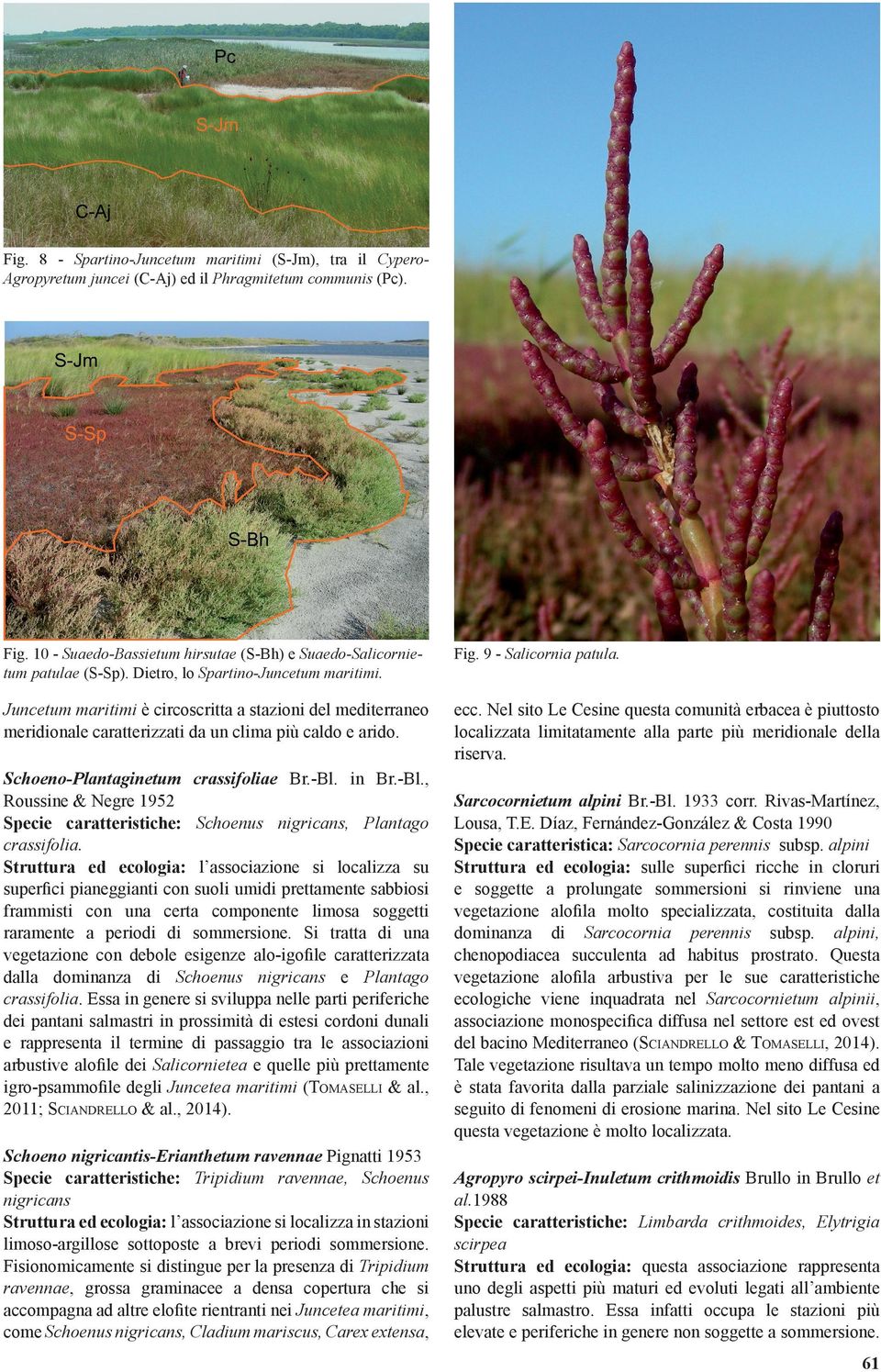 Nel sito Le Cesine questa comunità erbacea è piuttosto localizzata limitatamente alla parte più meridionale della riserva. Schoeno-Plantaginetum crassifoliae Br.-Bl.