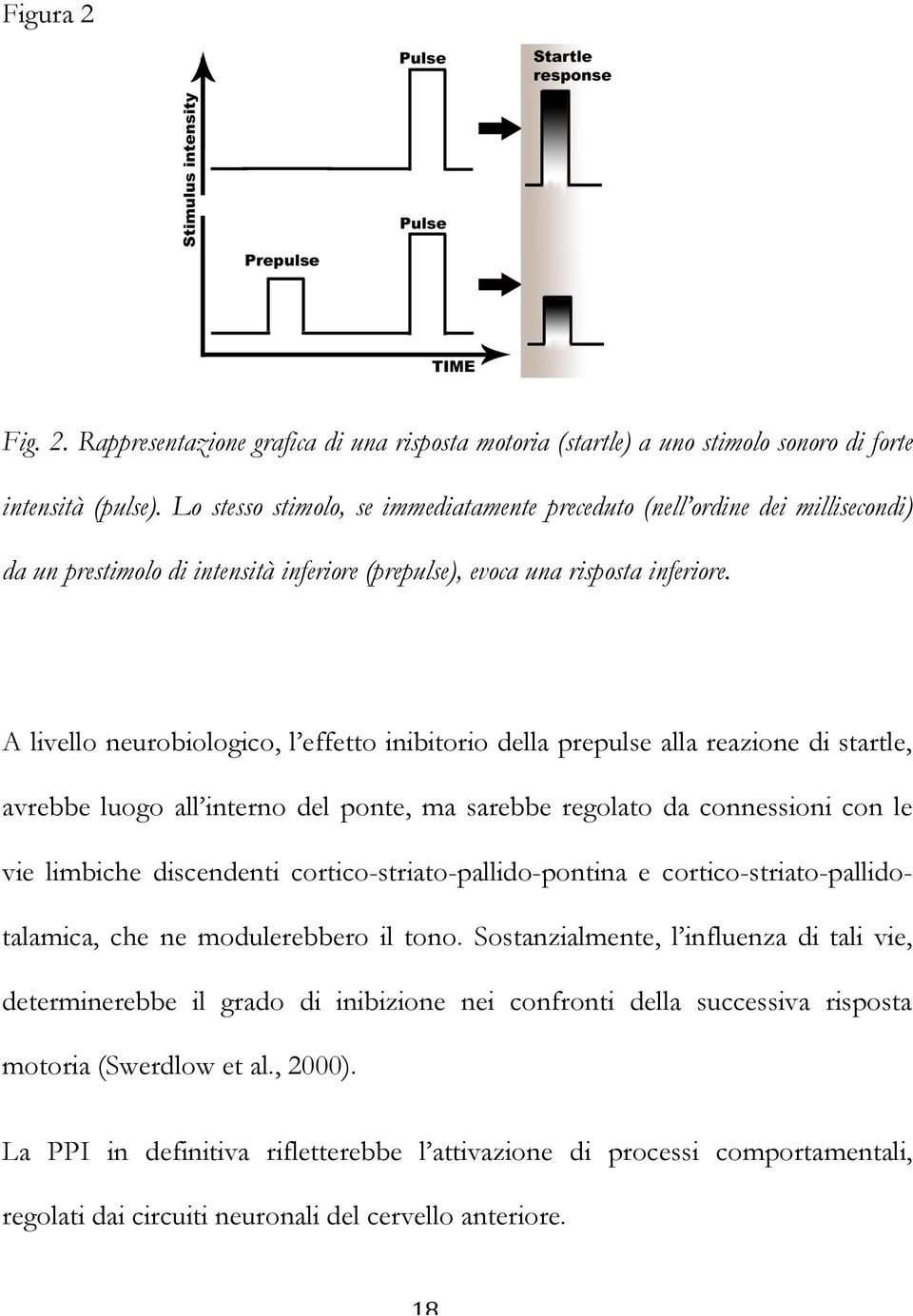 A livello neurobiologico, l effetto inibitorio della prepulse alla reazione di startle, avrebbe luogo all interno del ponte, ma sarebbe regolato da connessioni con le vie limbiche discendenti