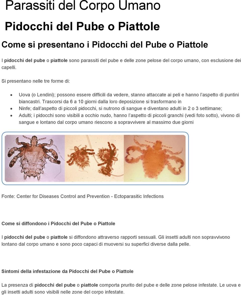 Trascorsi da 6 a 10 giorni dalla loro deposizione si trasformano in Ninfe; dall aspetto di piccoli pidocchi, si nutrono di sangue e diventano adulti in 2 o 3 settimane; Adulti; i pidocchi sono