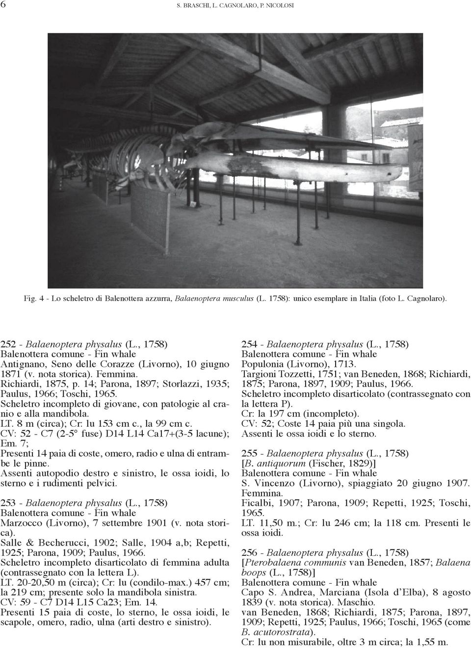 14; Parona, 1897; Storlazzi, 1935; Paulus, 1966; Toschi, 1965. Scheletro incompleto di giovane, con patologie al cranio e alla mandibola. LT. 8 m (circa); Cr: lu 153 cm c., la 99 cm c.