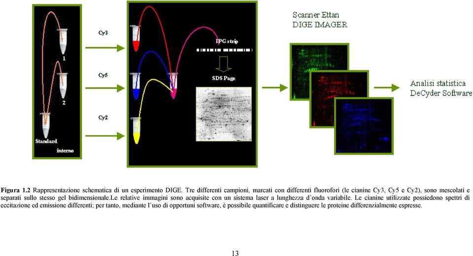 gel bidimensionale.le relative immagini sono acquisite con un sistema laser a lunghezza d onda variabile.