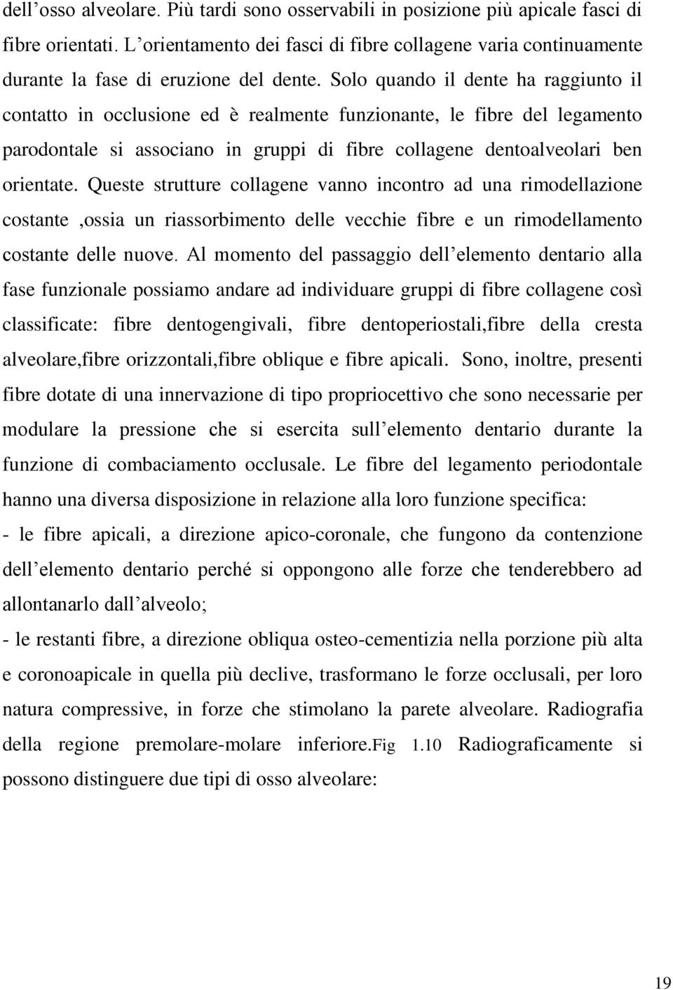 Solo quando il dente ha raggiunto il contatto in occlusione ed è realmente funzionante, le fibre del legamento parodontale si associano in gruppi di fibre collagene dentoalveolari ben orientate.