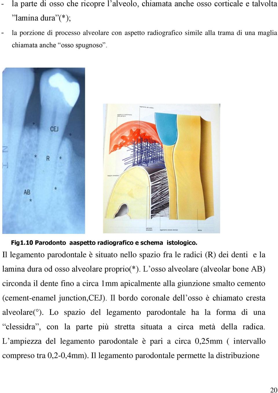 Il legamento parodontale è situato nello spazio fra le radici (R) dei denti e la lamina dura od osso alveolare proprio(*).