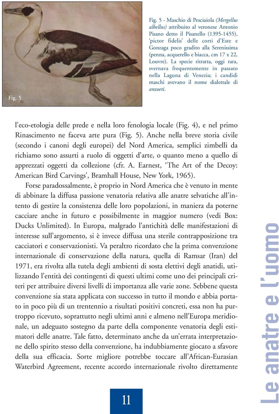 acquerello e biacca, cm 17 x 22, Louvre). La specie ritratta, oggi rara, svernava frequentemente in passato nella Laguna di Venezia; i candidi maschi avevano il nome dialettale di anzoeti.