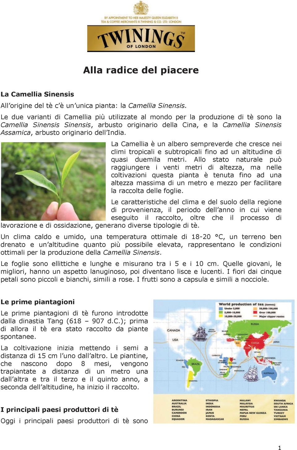 India. La Camellia è un albero sempreverde che cresce nei climi tropicali e subtropicali fino ad un altitudine di quasi duemila metri.