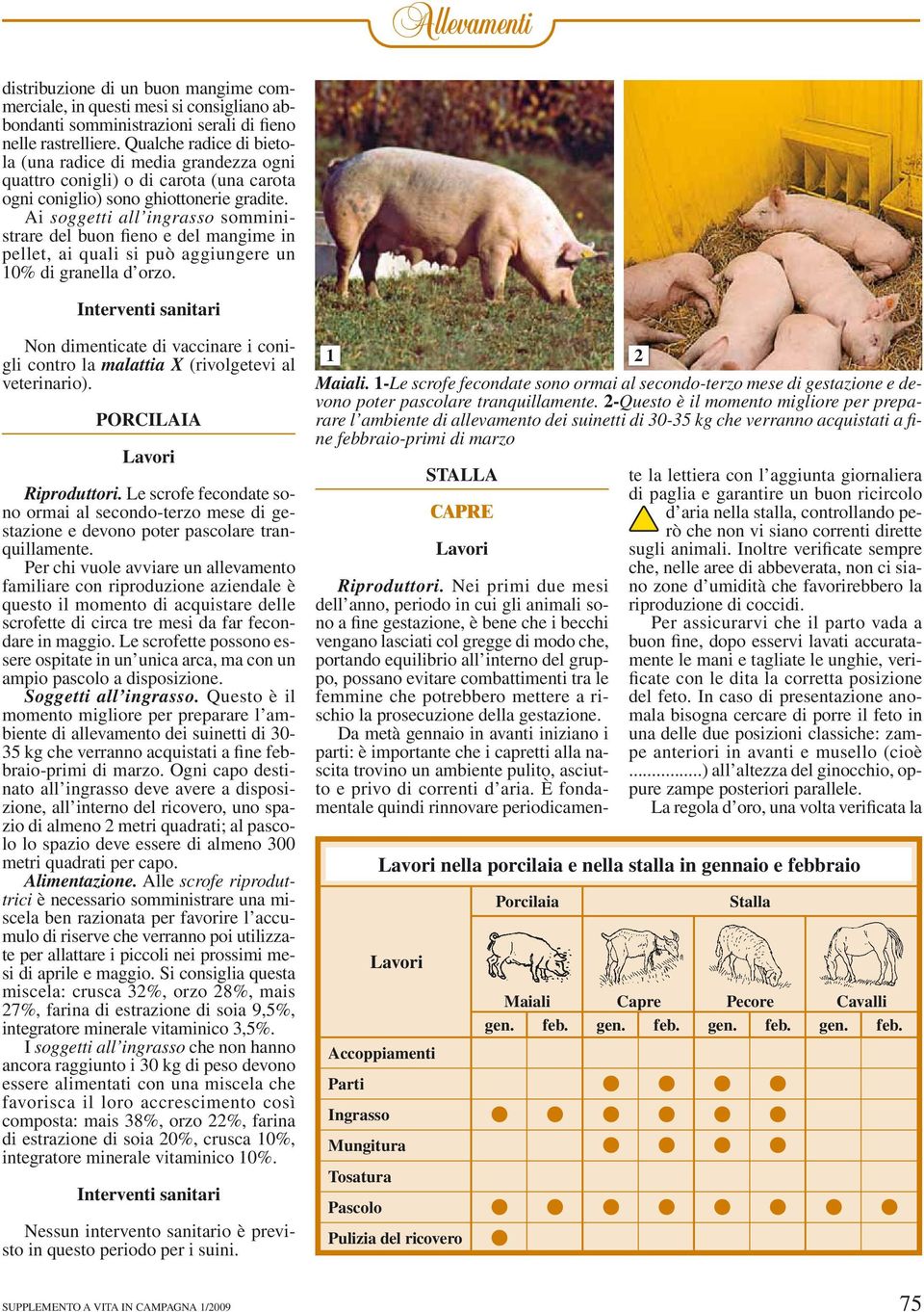 Ai soggetti all ingrasso somministrare del buon fieno e del mangime in pellet, ai quali si può aggiungere un 10% di granella d orzo.