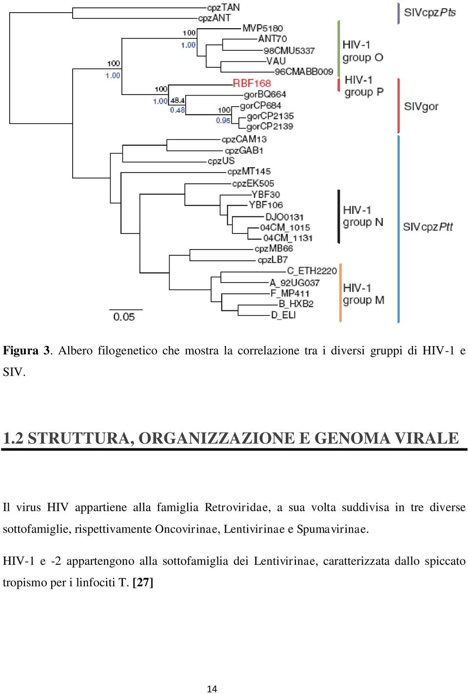 volta suddivisa in tre diverse sottofamiglie, rispettivamente Oncovirinae, Lentivirinae e Spumavirinae.