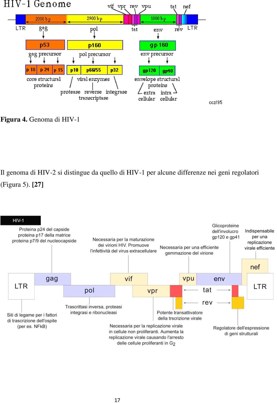 si distingue da quello di HIV-1