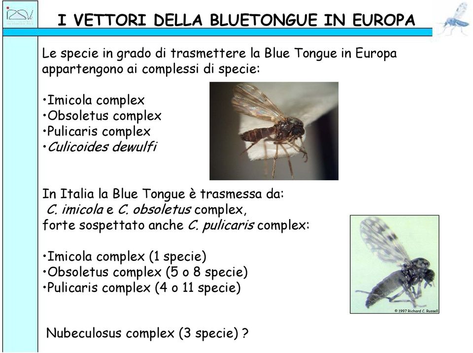 Tongue è trasmessa da: C. imicola e C. obsoletus complex, forte sospettato anche C.