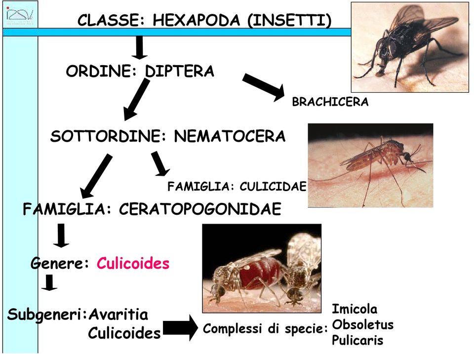 CERATOPOGONIDAE Genere: Culicoides Subgeneri:Avaritia