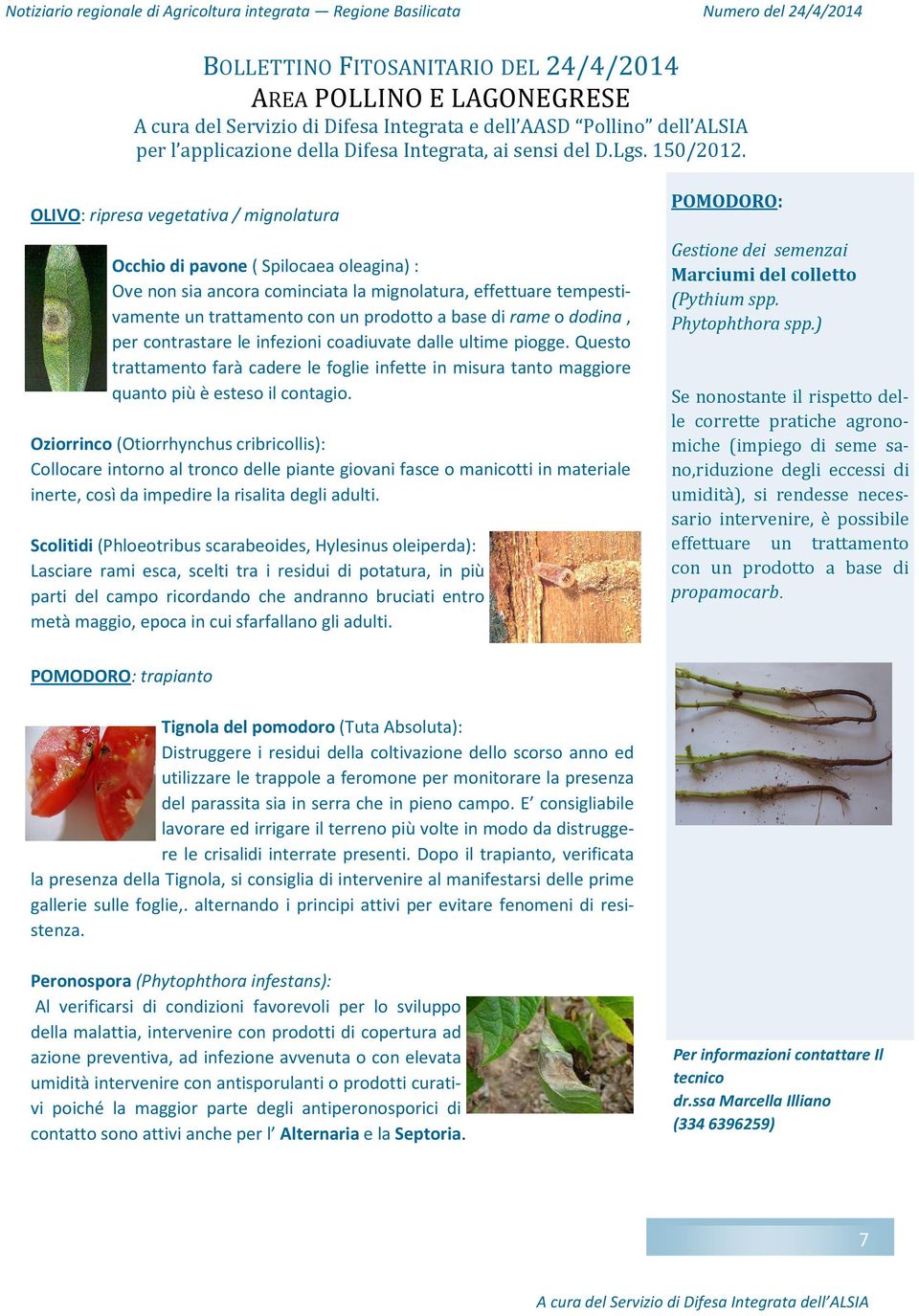 OLIVO: ripresa vegetativa / mignolatura Occhio di pavone ( Spilocaea oleagina) : Ove non sia ancora cominciata la mignolatura, effettuare tempestivamente un trattamento con un prodotto a base di rame